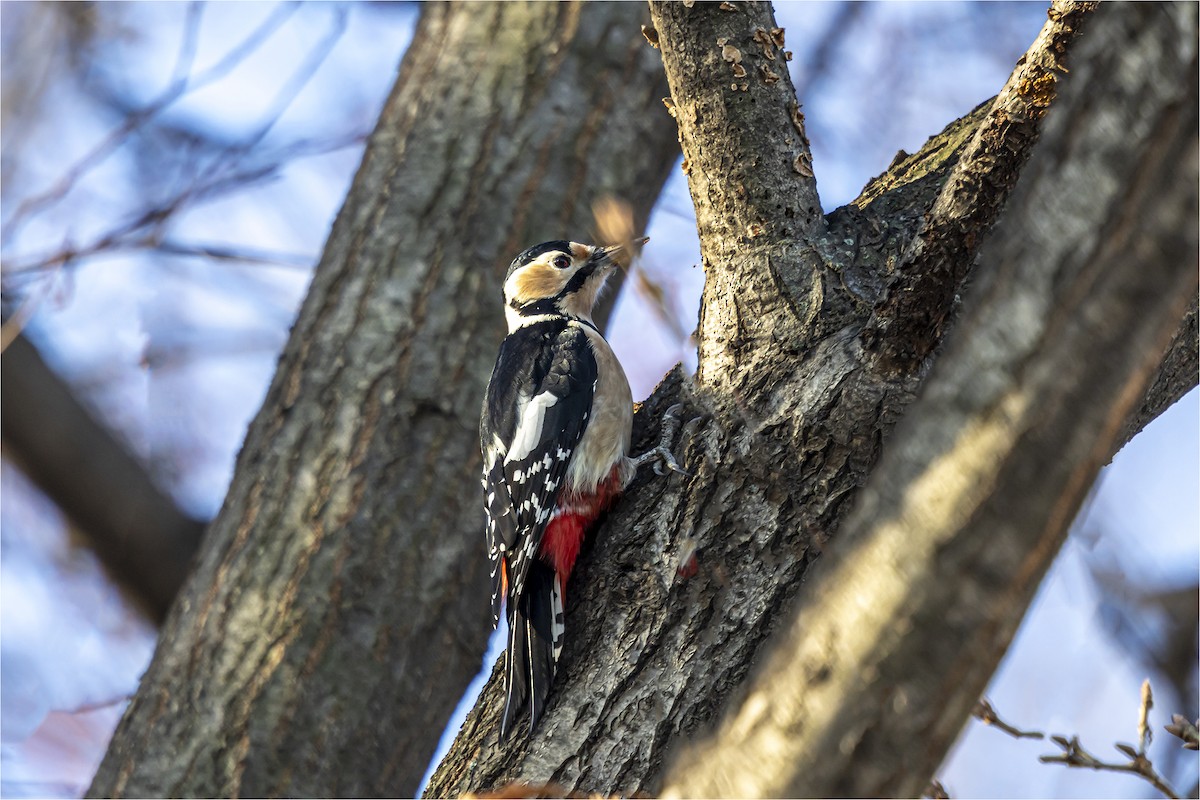 Great Spotted Woodpecker - ML646665292
