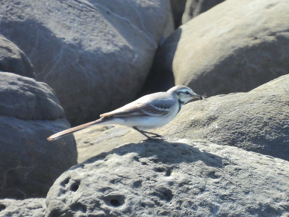 White Wagtail (ocularis) - ML646665293