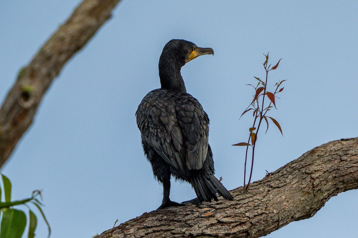 Great Cormorant - ML646665294