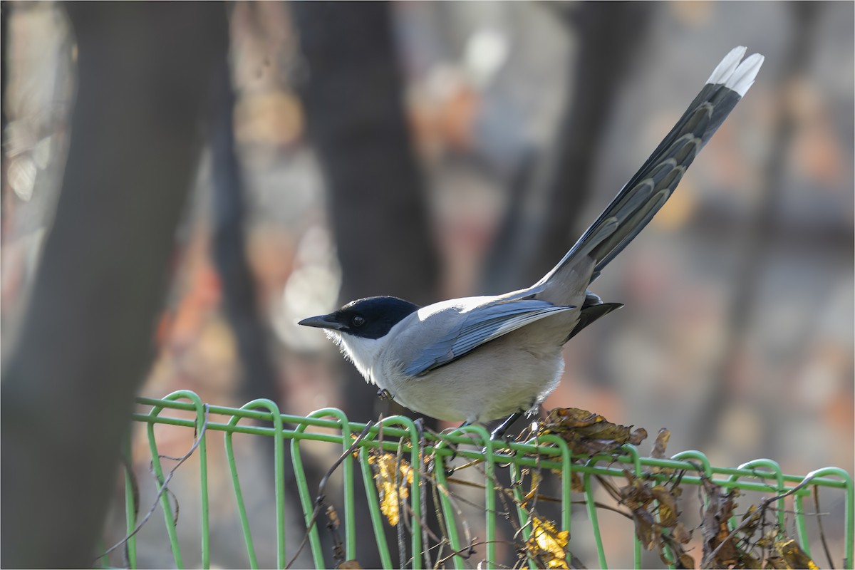 Azure-winged Magpie - ML646665299