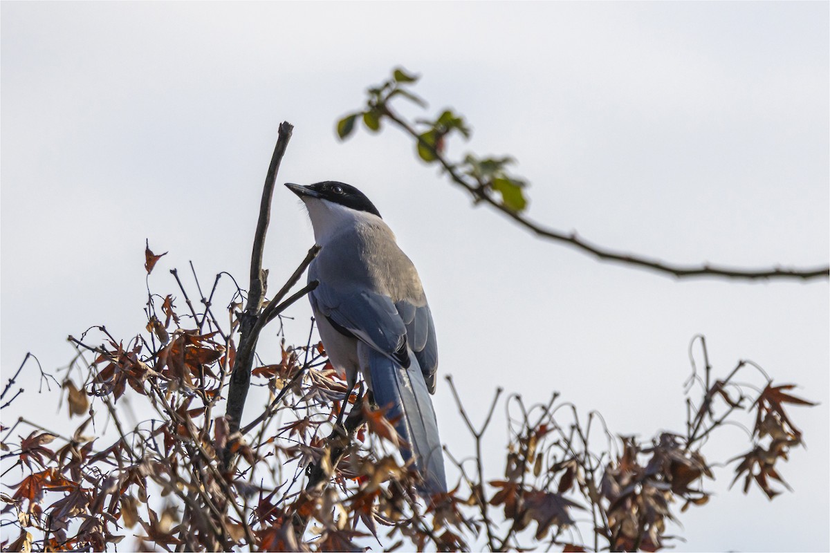 Azure-winged Magpie - ML646665300