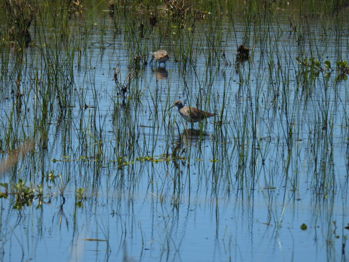 Lesser Yellowlegs - ML646665305