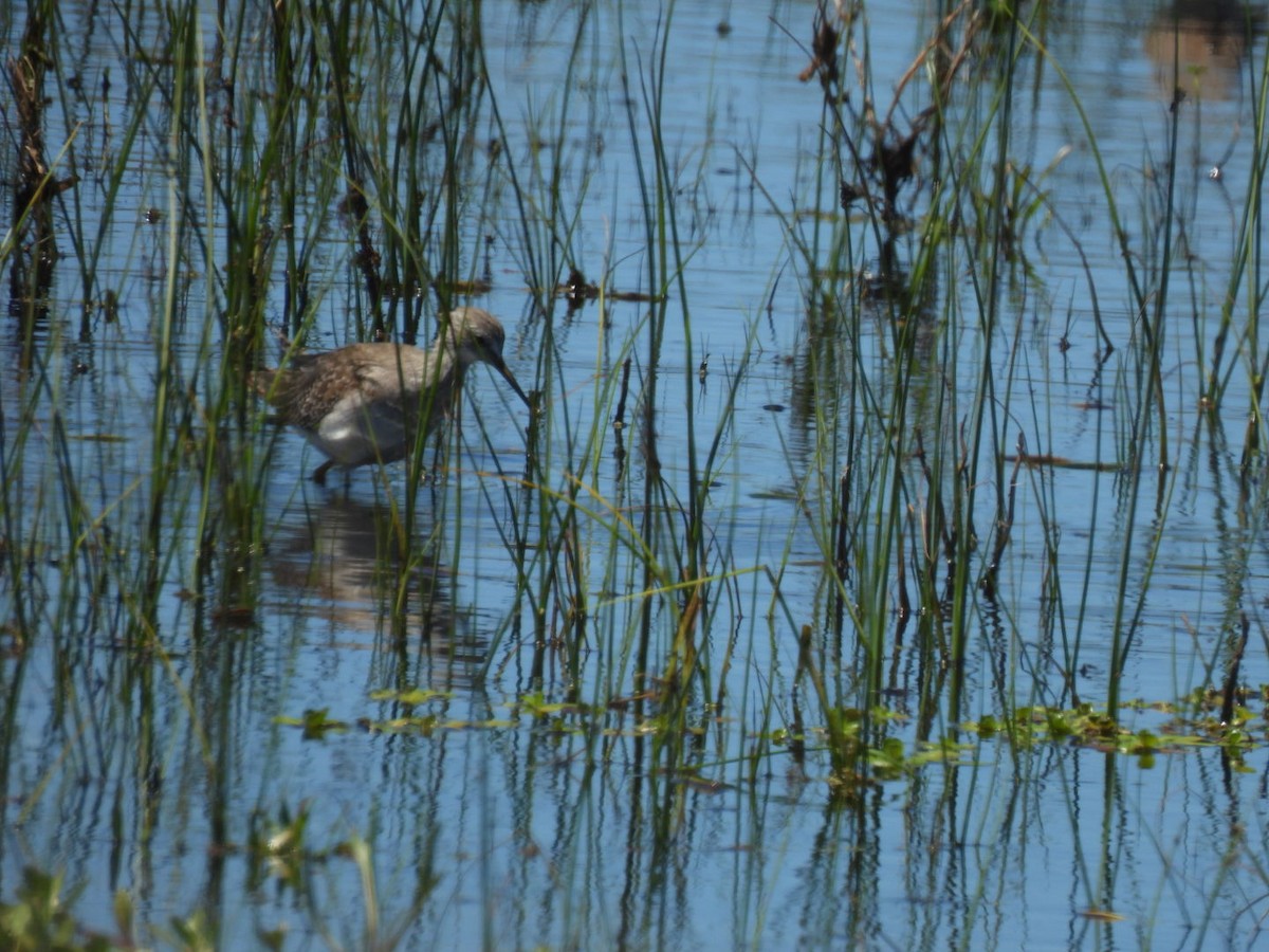Lesser Yellowlegs - ML646665306