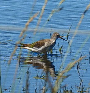 Lesser Yellowlegs - ML646665307