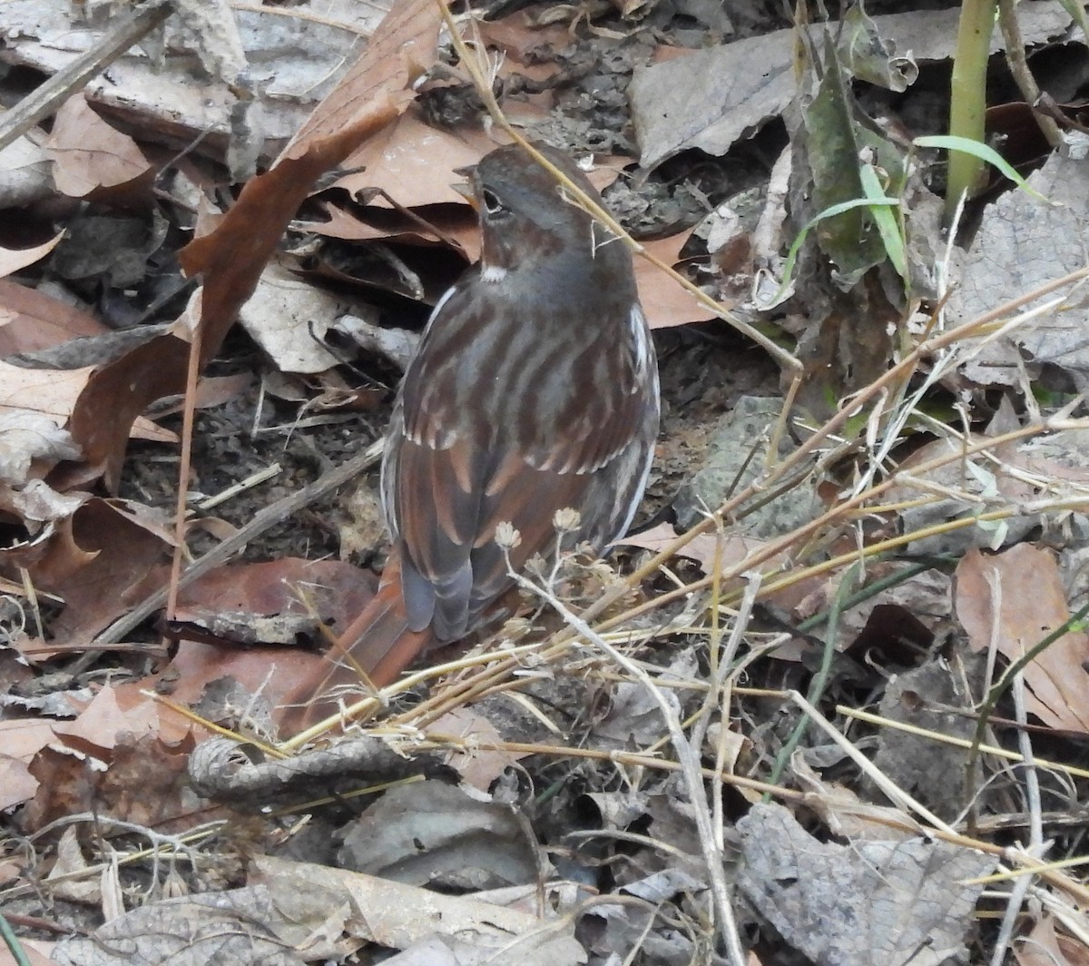 Fox Sparrow - ML646665311
