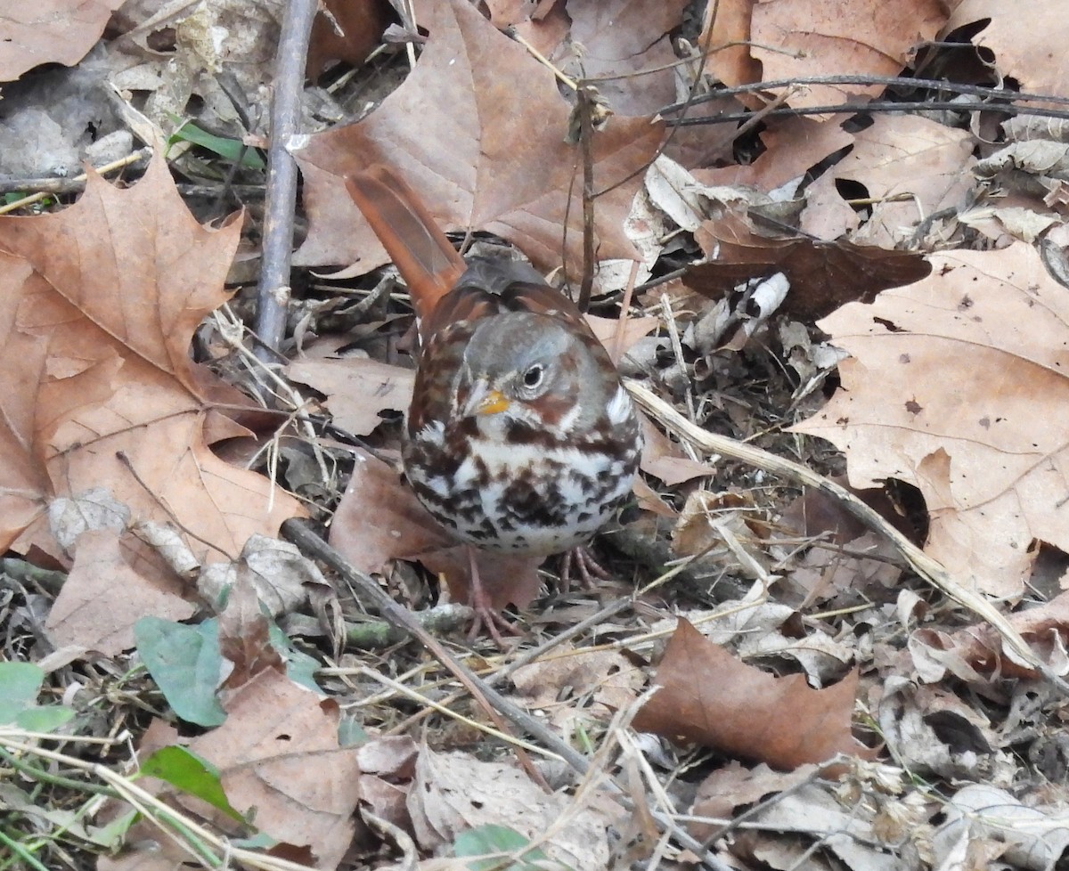 Fox Sparrow - ML646665312