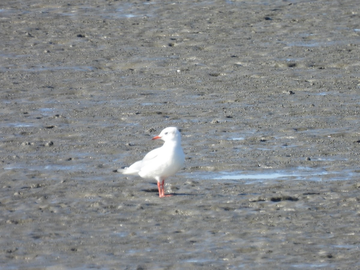 Gabbiano comune - ML646665314