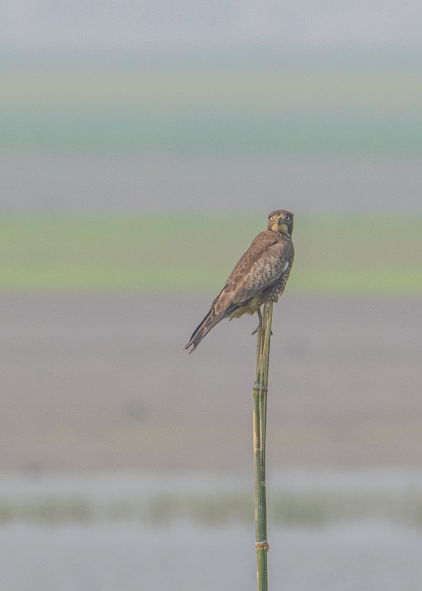 White-eyed Buzzard - ML646665316