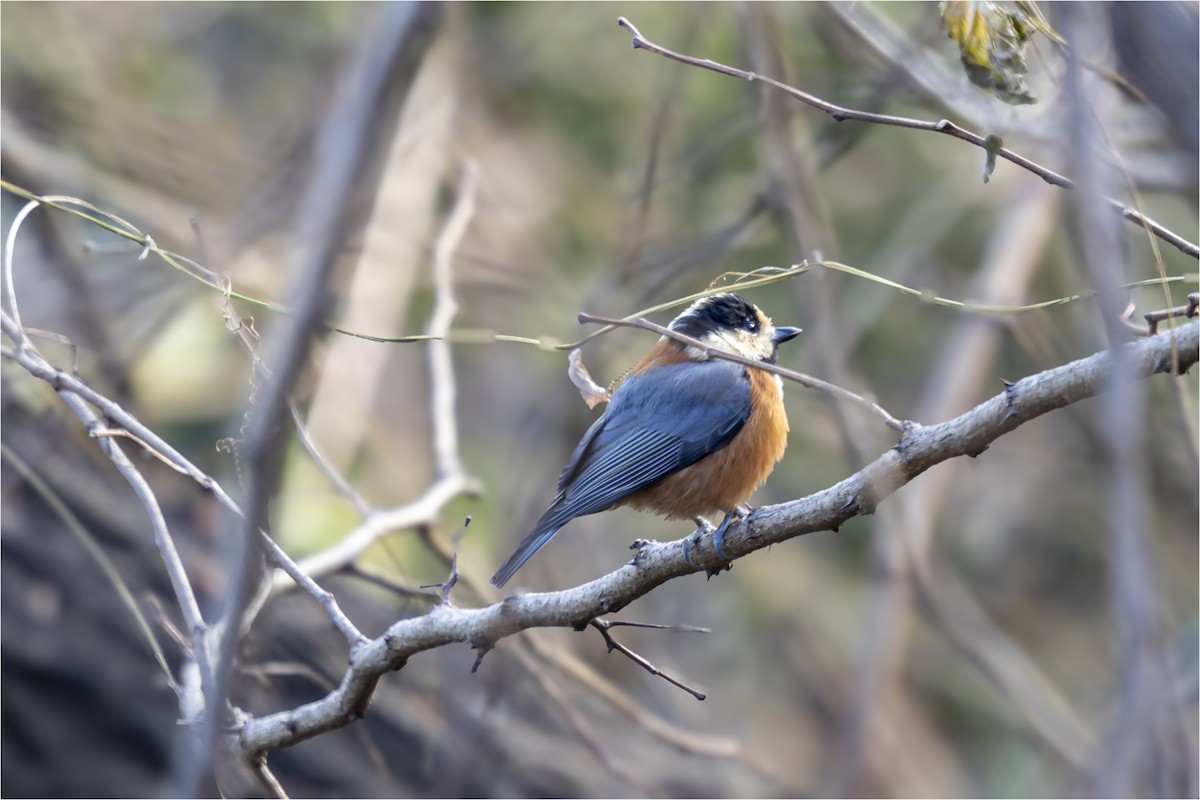 Varied Tit - ML646665317