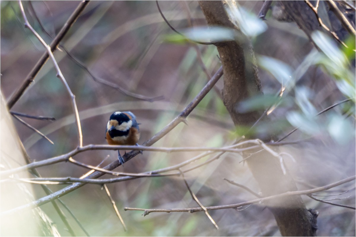 Varied Tit - ML646665318