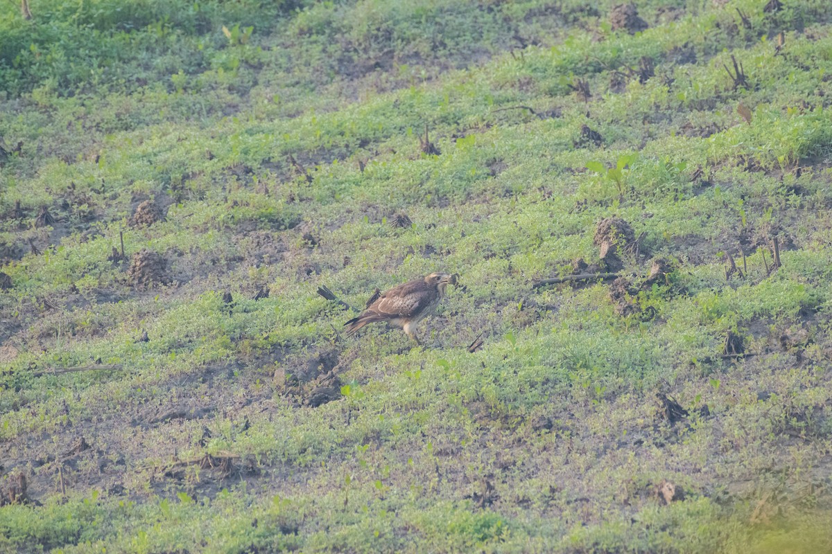 White-eyed Buzzard - ML646665319