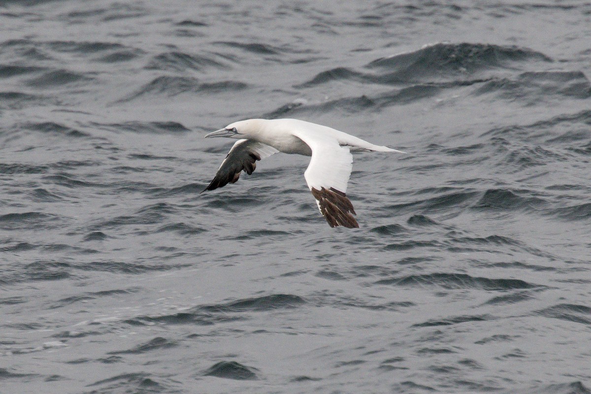 Alcatraz Atlántico - ML646665321