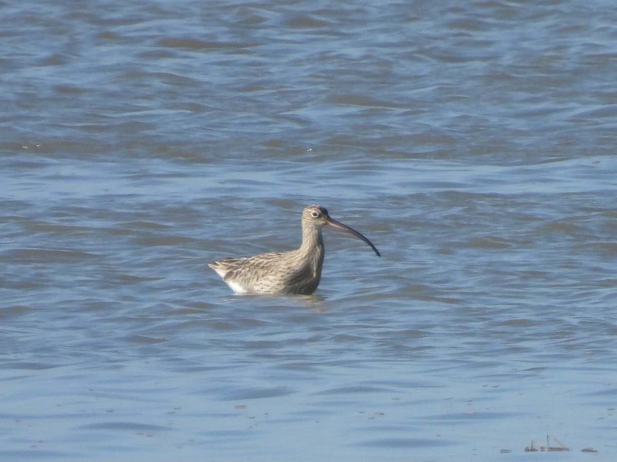 Chiurlo maggiore - ML646665322