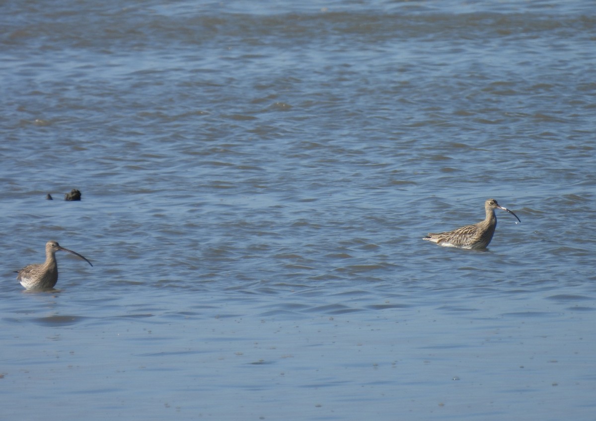 Chiurlo maggiore - ML646665323