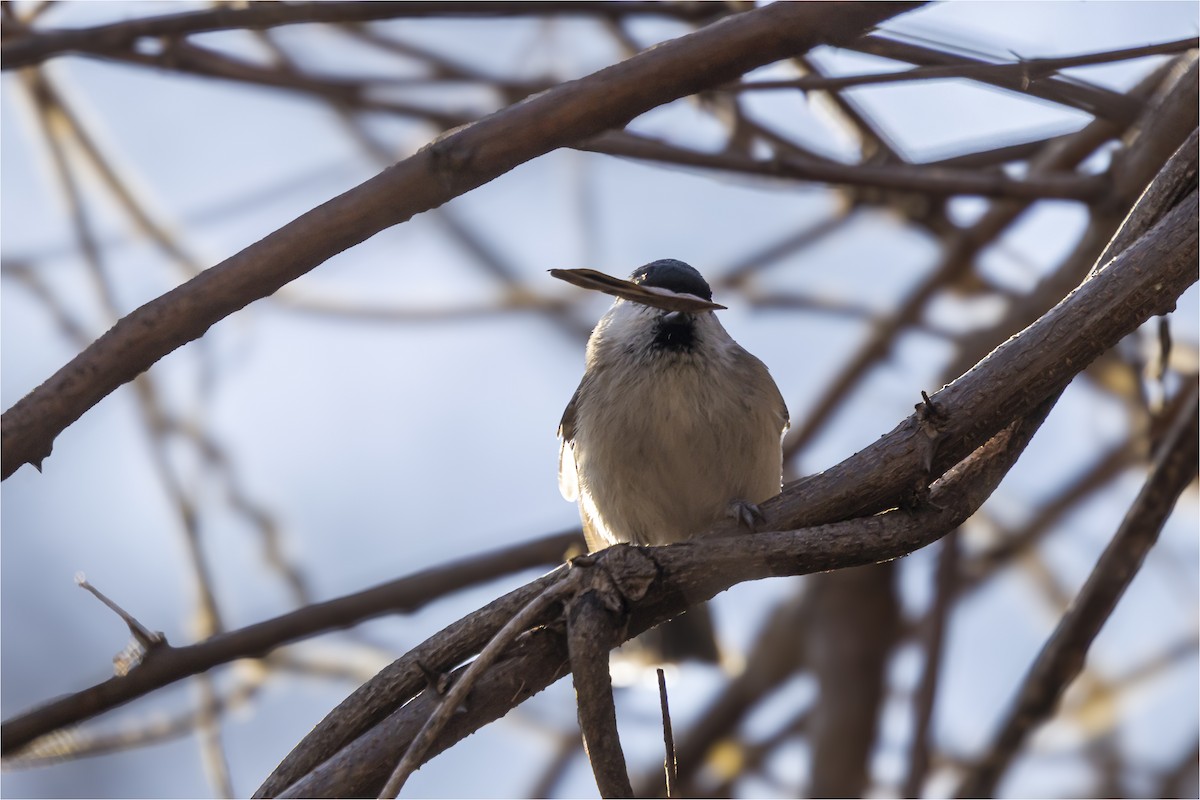 Marsh Tit - ML646665327