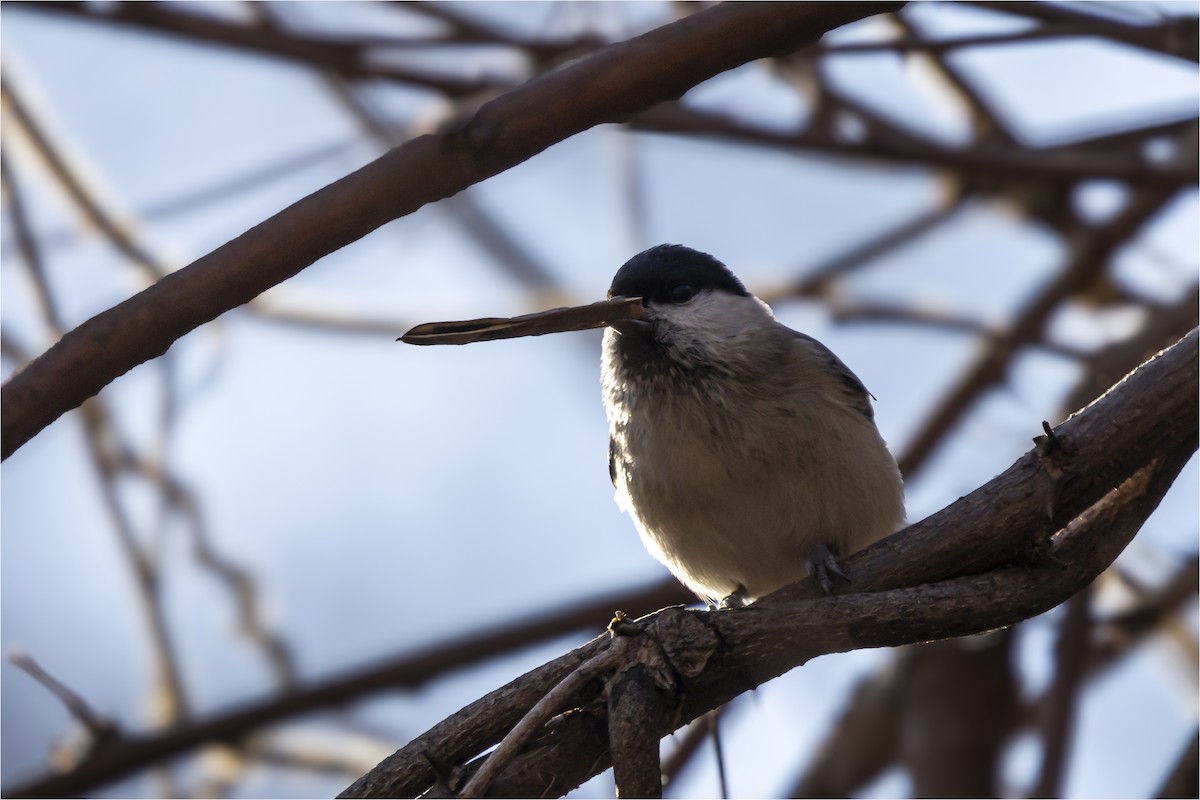 Marsh Tit - ML646665328