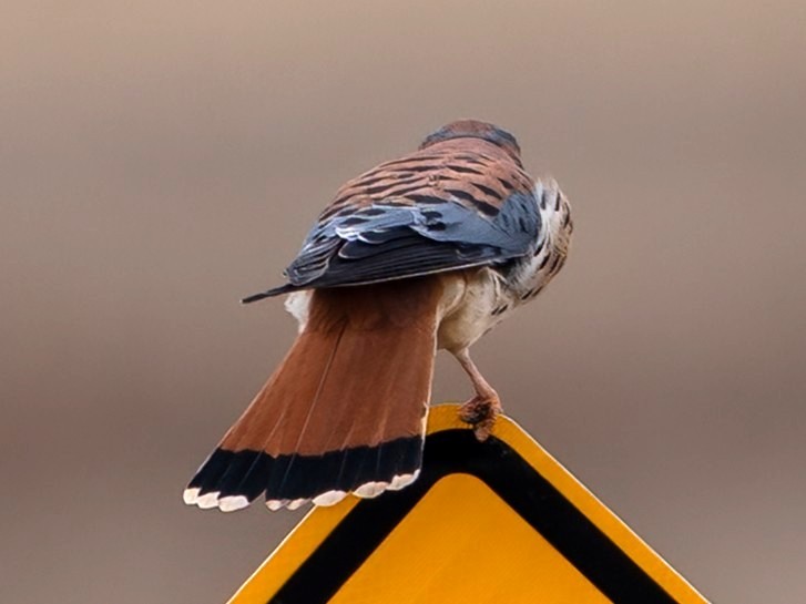 American Kestrel - ML646665329