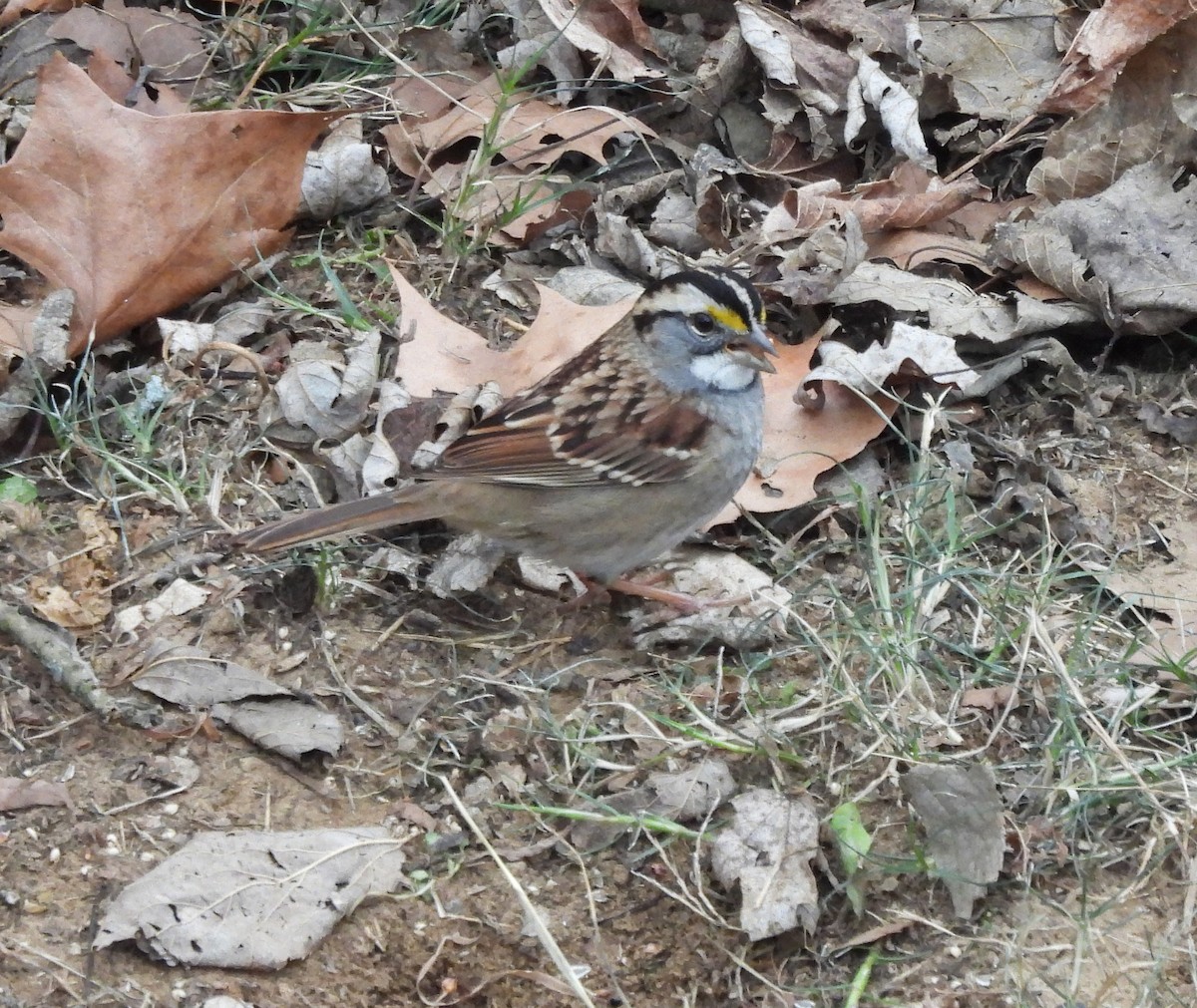 White-throated Sparrow - ML646665330
