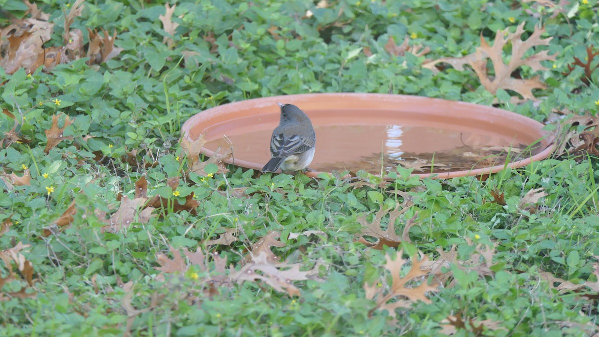 Dark-eyed Junco (Slate-colored) - ML646665331