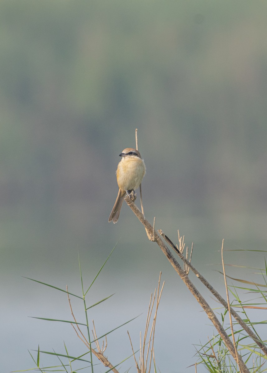 Brown Shrike - ML646665342