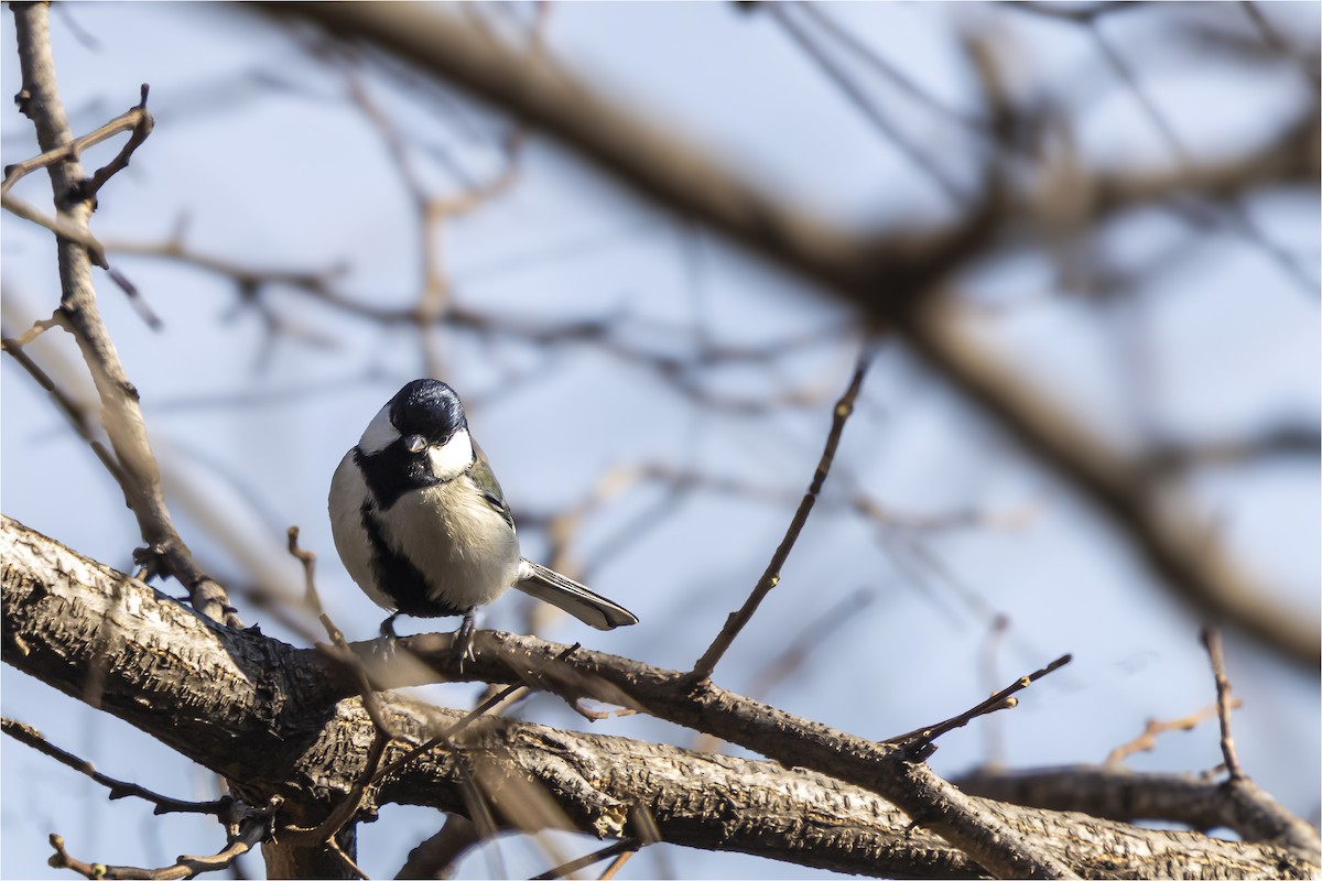 Asian Tit - ML646665351