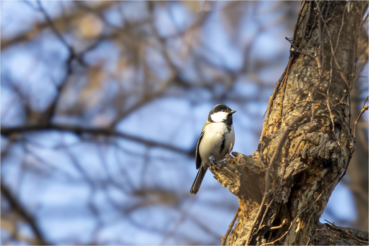 Asian Tit - ML646665352