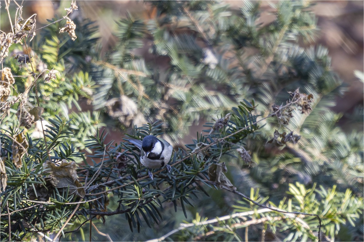 Asian Tit - ML646665353