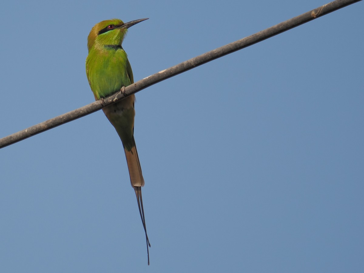 African Green Bee-eater - ML646665354