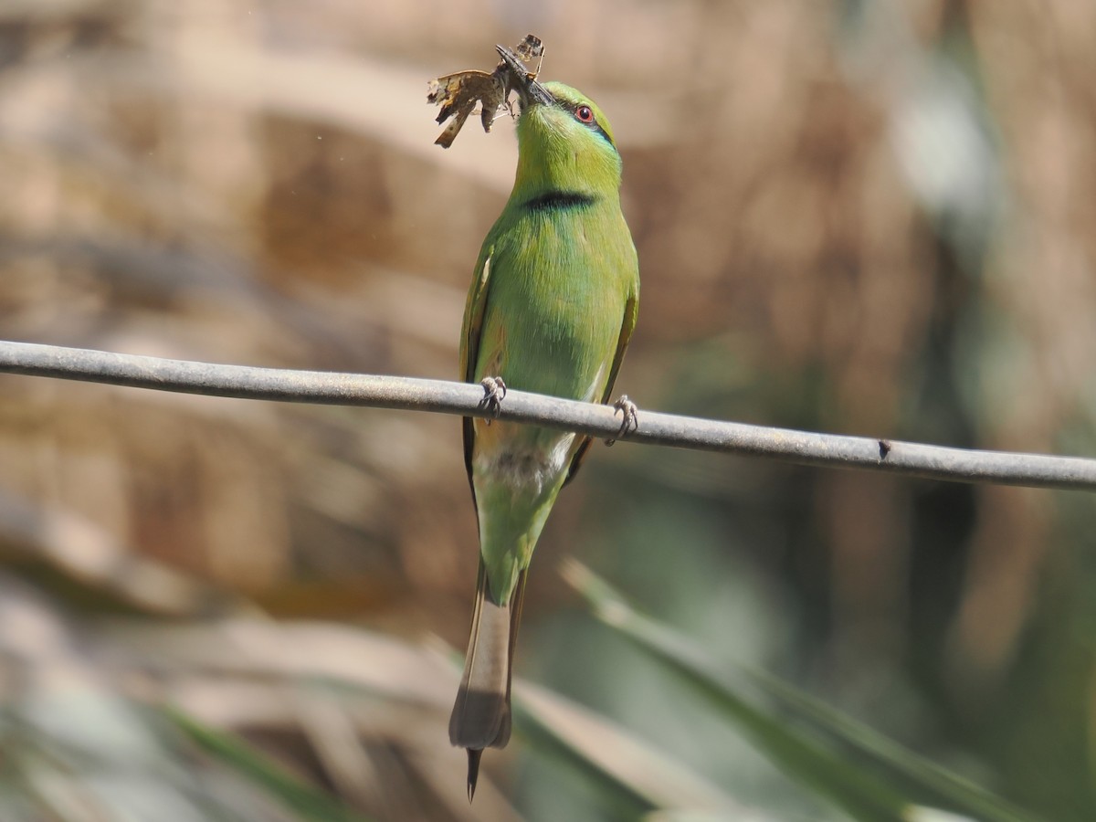 African Green Bee-eater - ML646665355