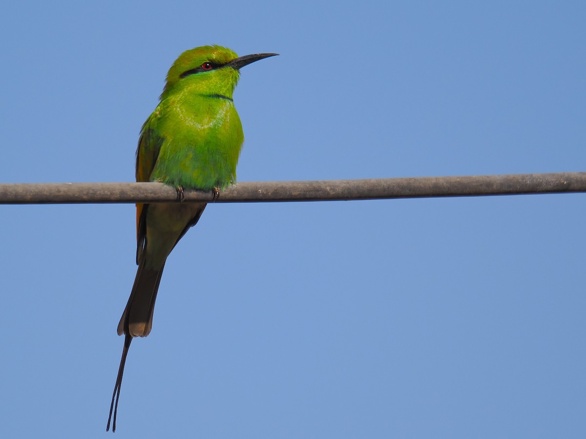 African Green Bee-eater - ML646665356