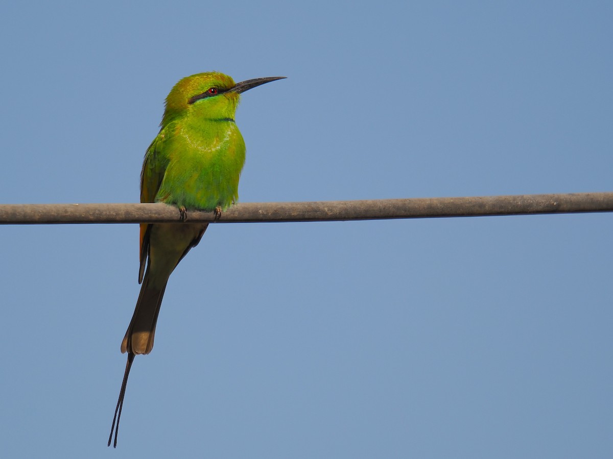 African Green Bee-eater - ML646665357