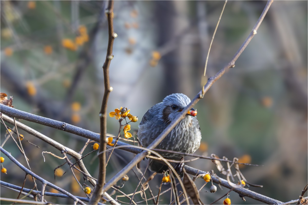 Brown-eared Bulbul - ML646665364