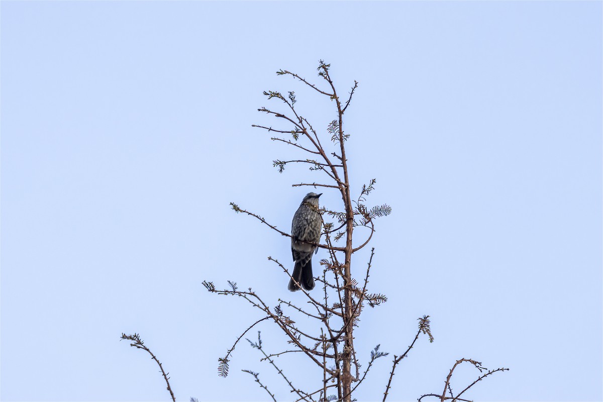 Brown-eared Bulbul - ML646665365