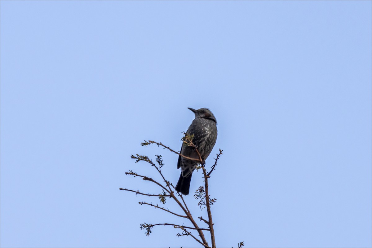 Brown-eared Bulbul - ML646665366