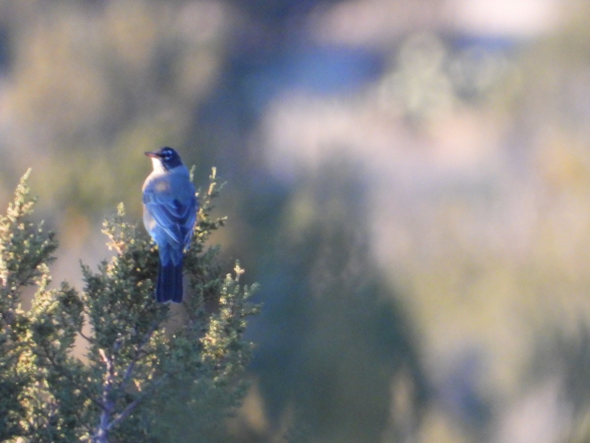 קיכלי נודד - ML646665367