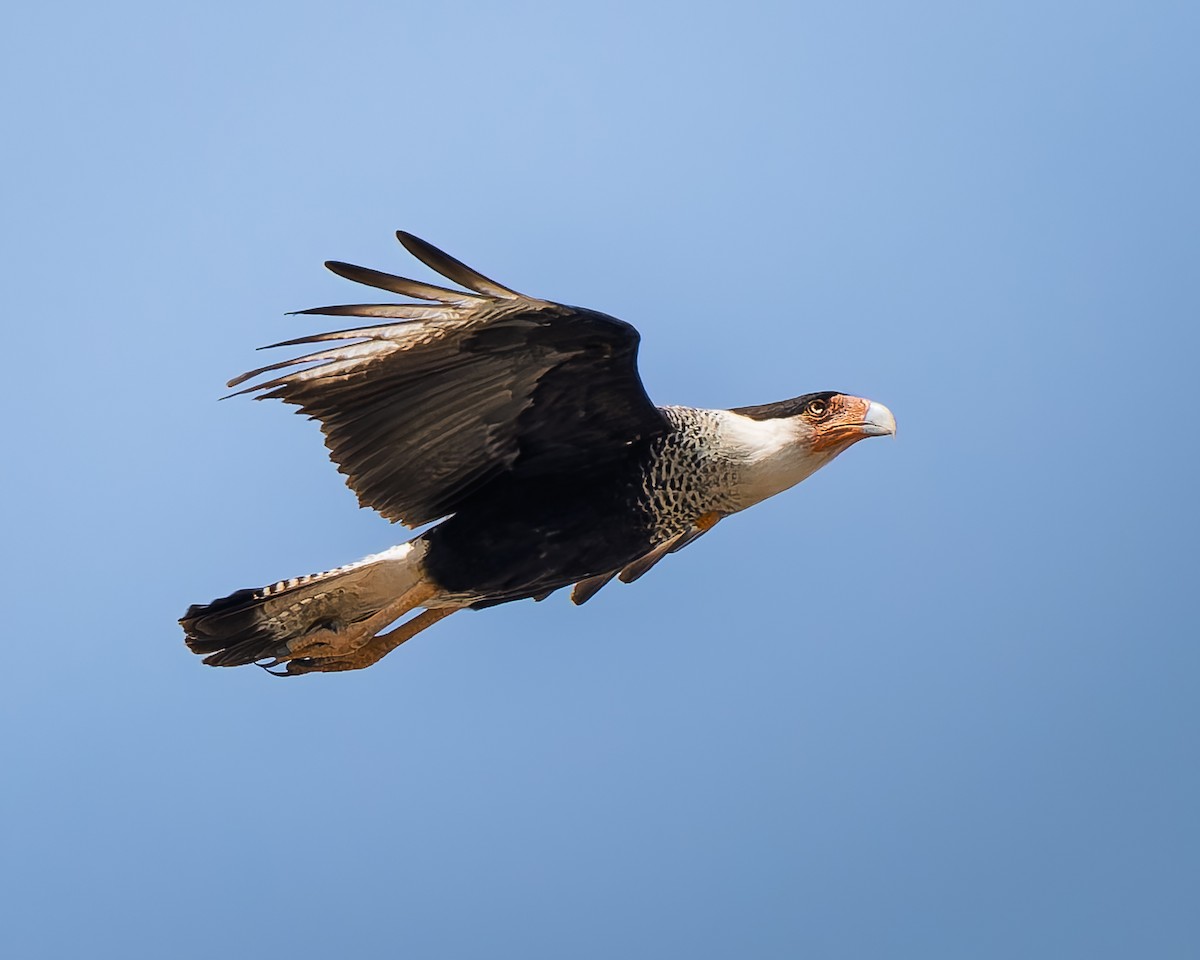 Crested Caracara - ML646665371