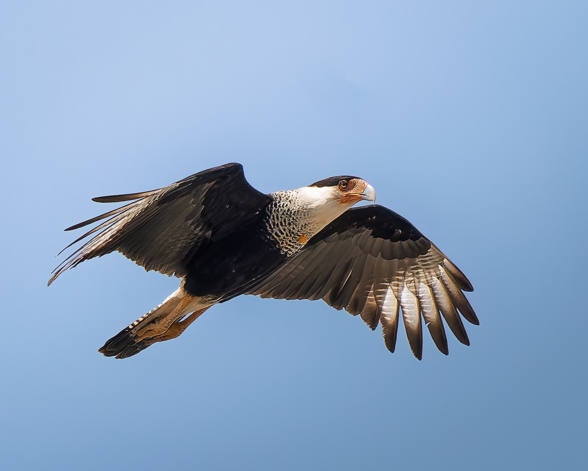 Crested Caracara - ML646665372