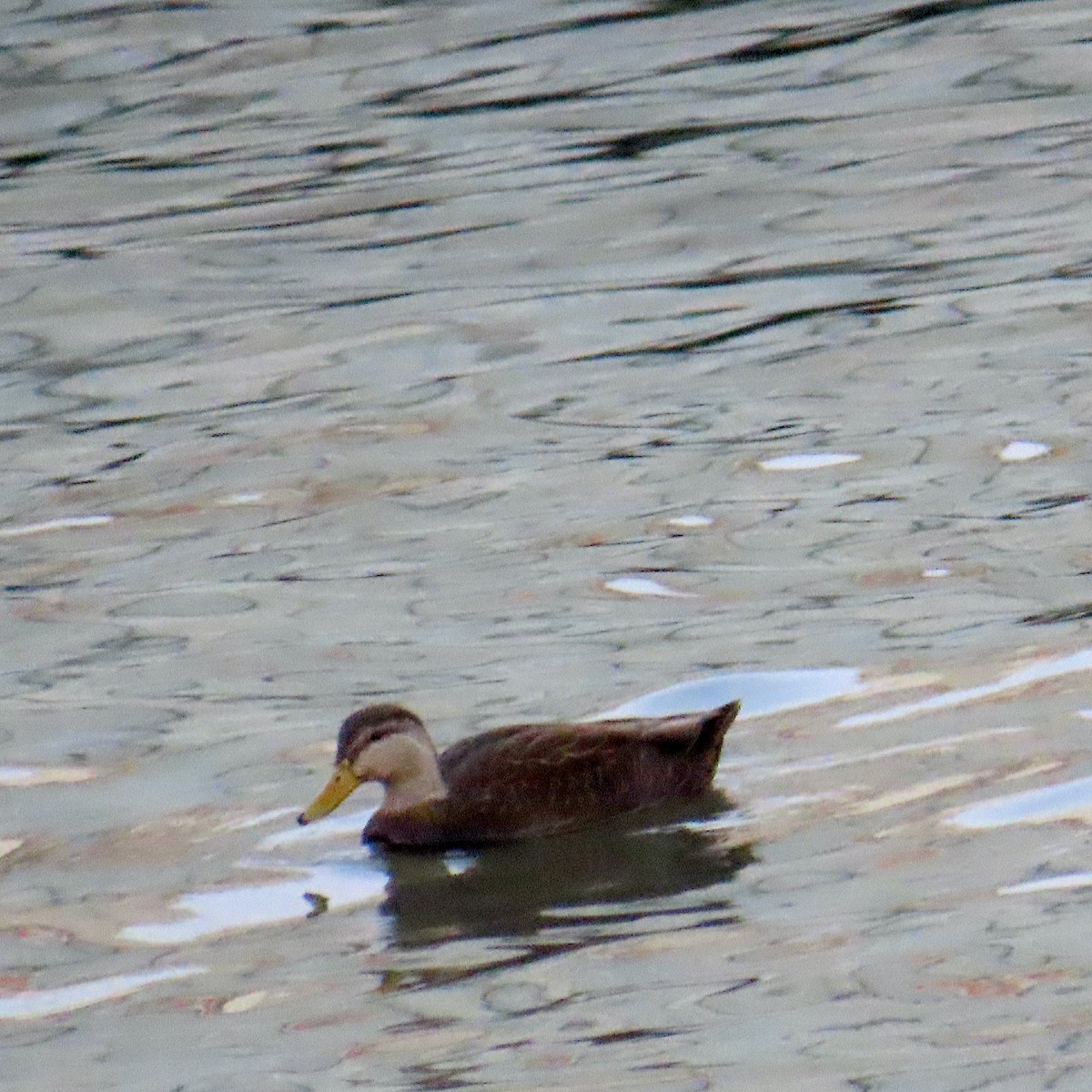 American Black Duck - ML646665373