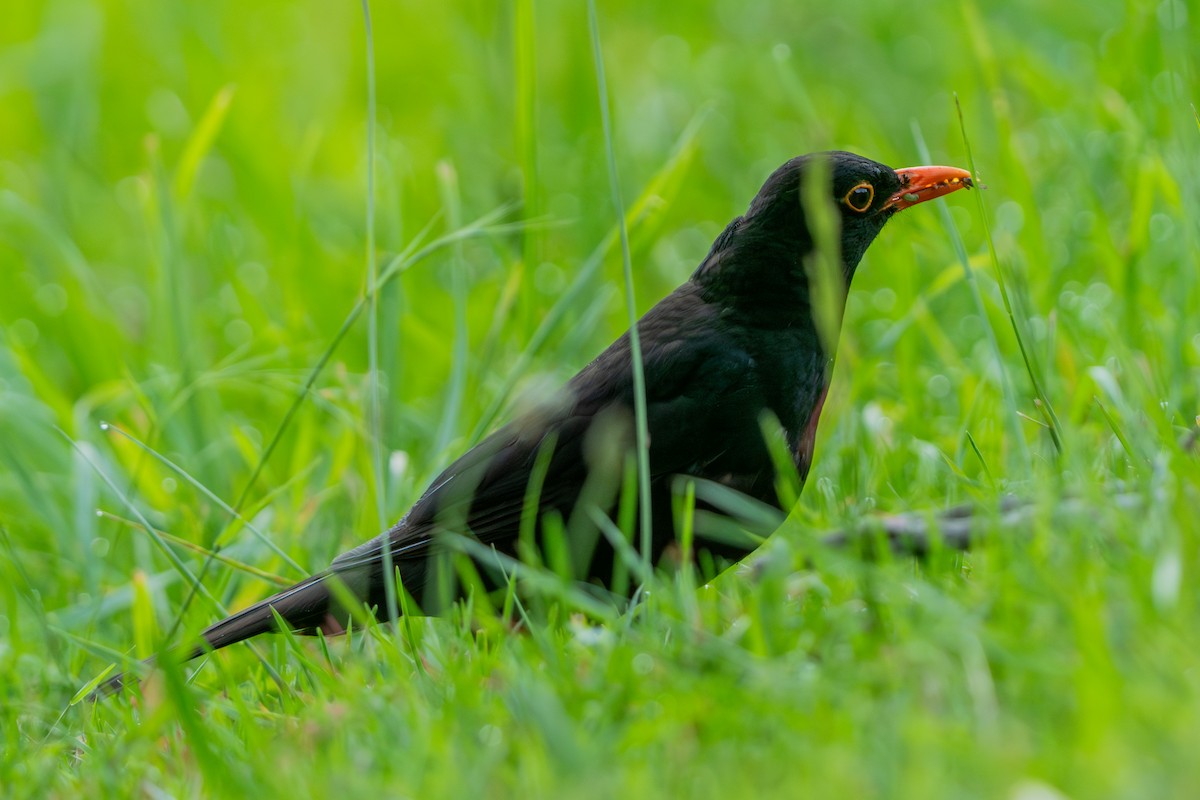 Eurasian Blackbird - ML646665379