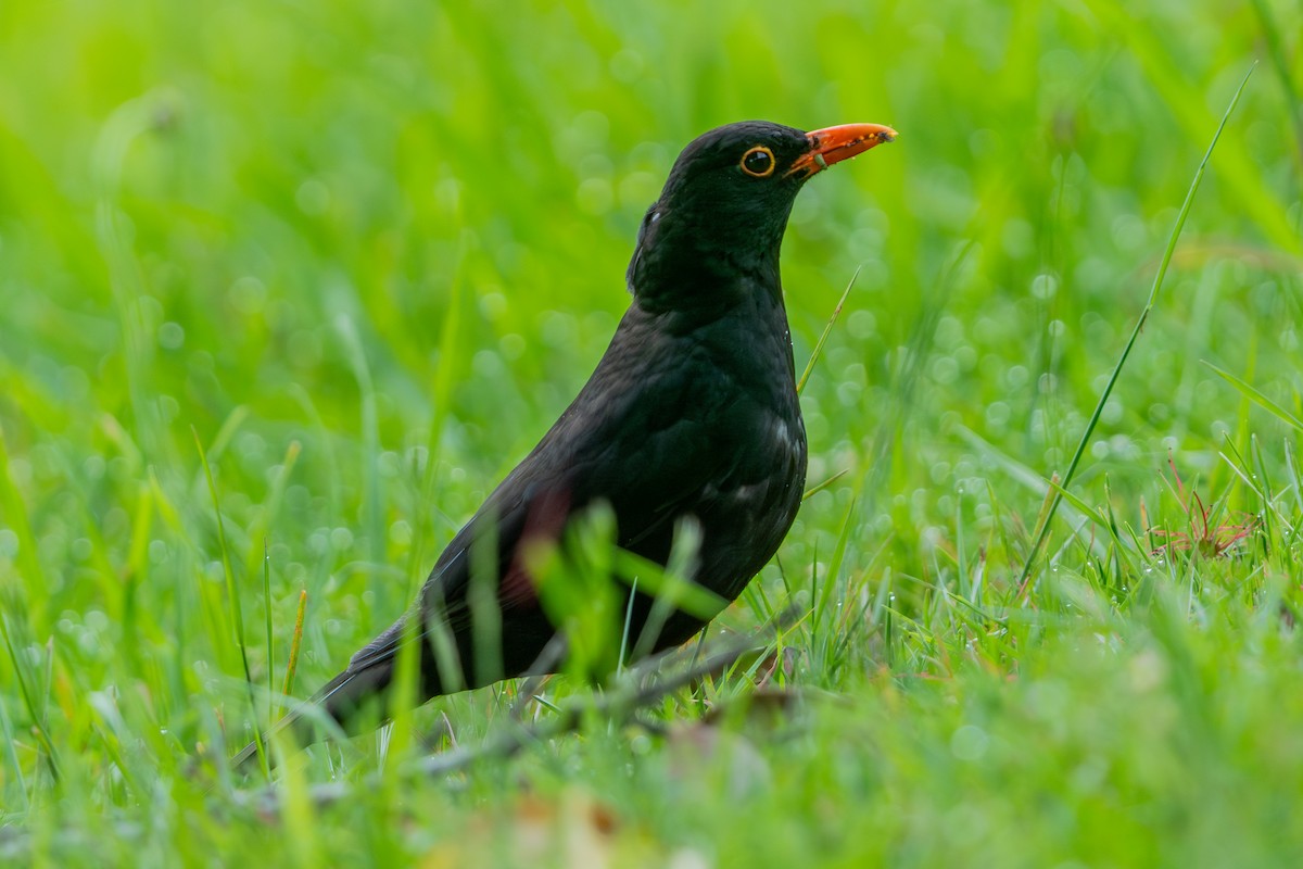 Eurasian Blackbird - ML646665380
