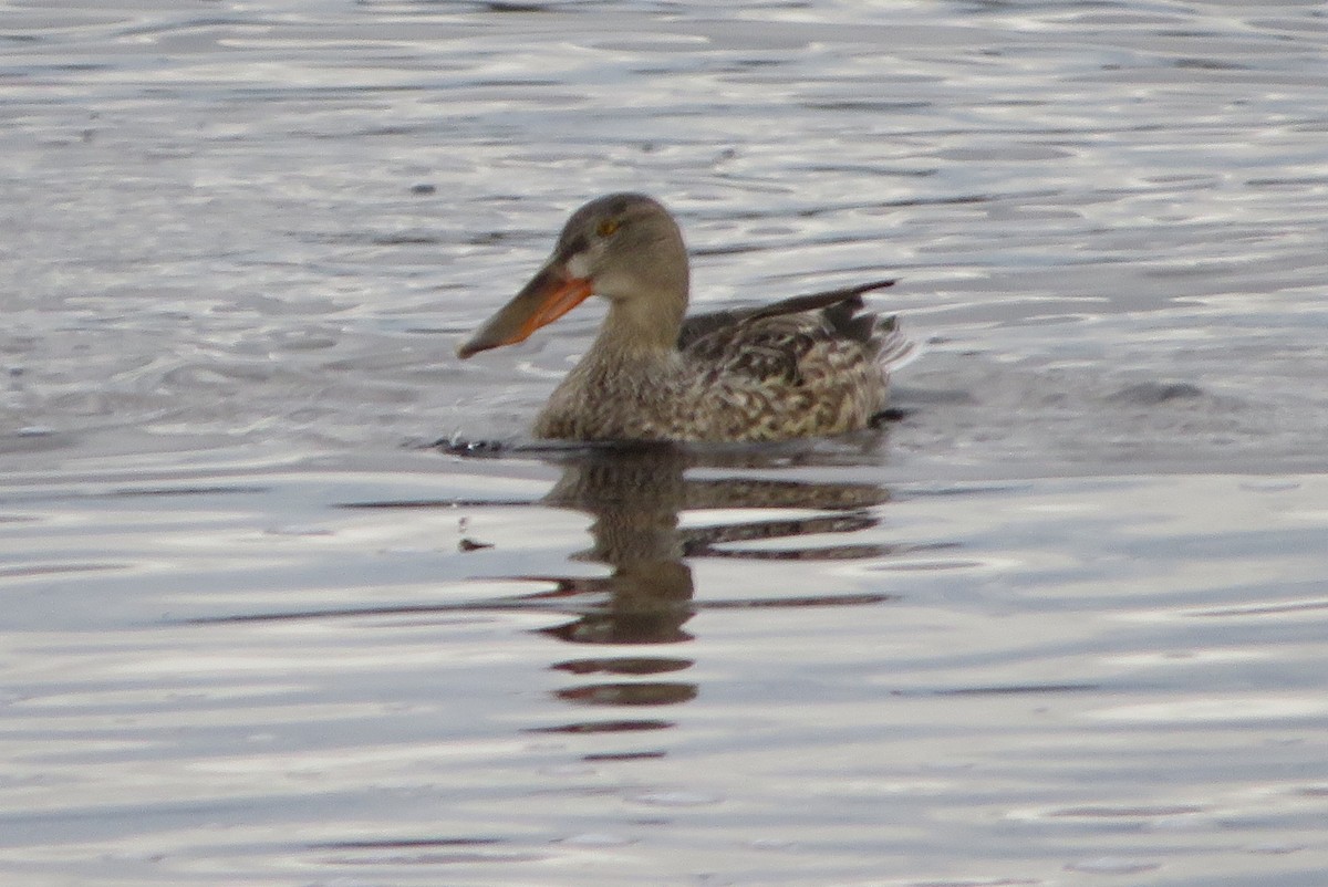 lžičák pestrý - ML646665382