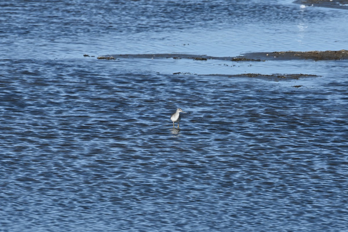 Greater Yellowlegs - ML646665392