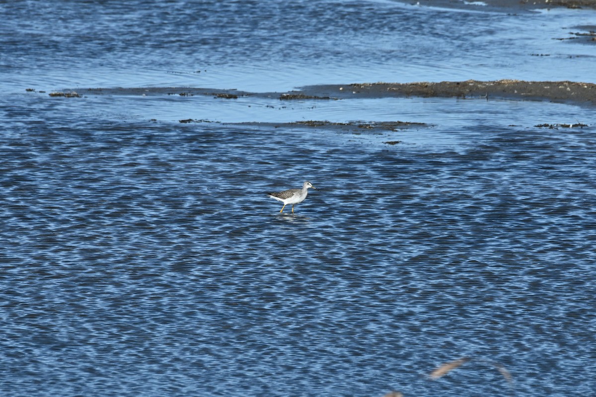Greater Yellowlegs - ML646665393