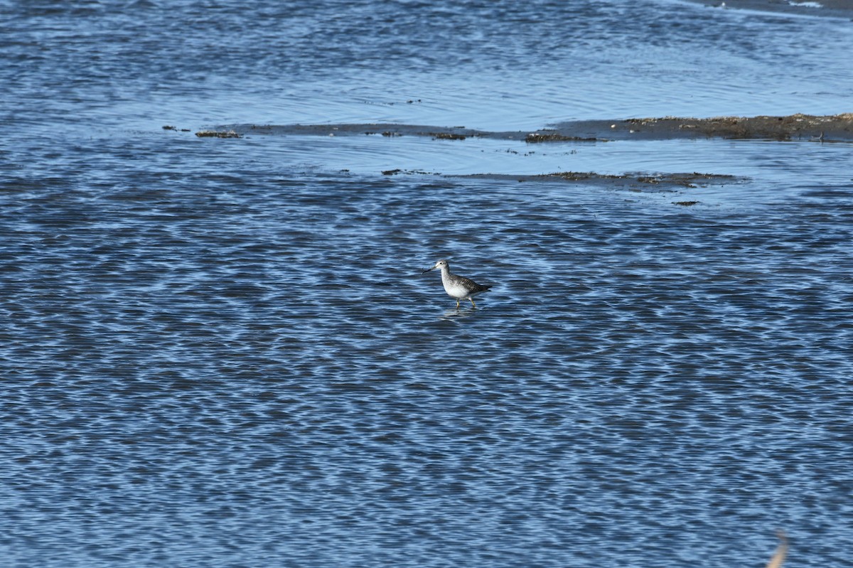 Greater Yellowlegs - ML646665394
