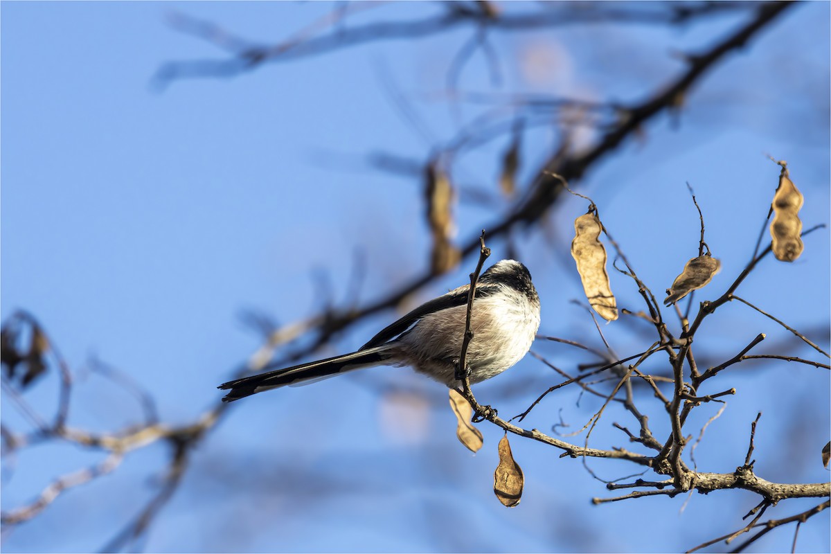 Long-tailed Tit - ML646665395