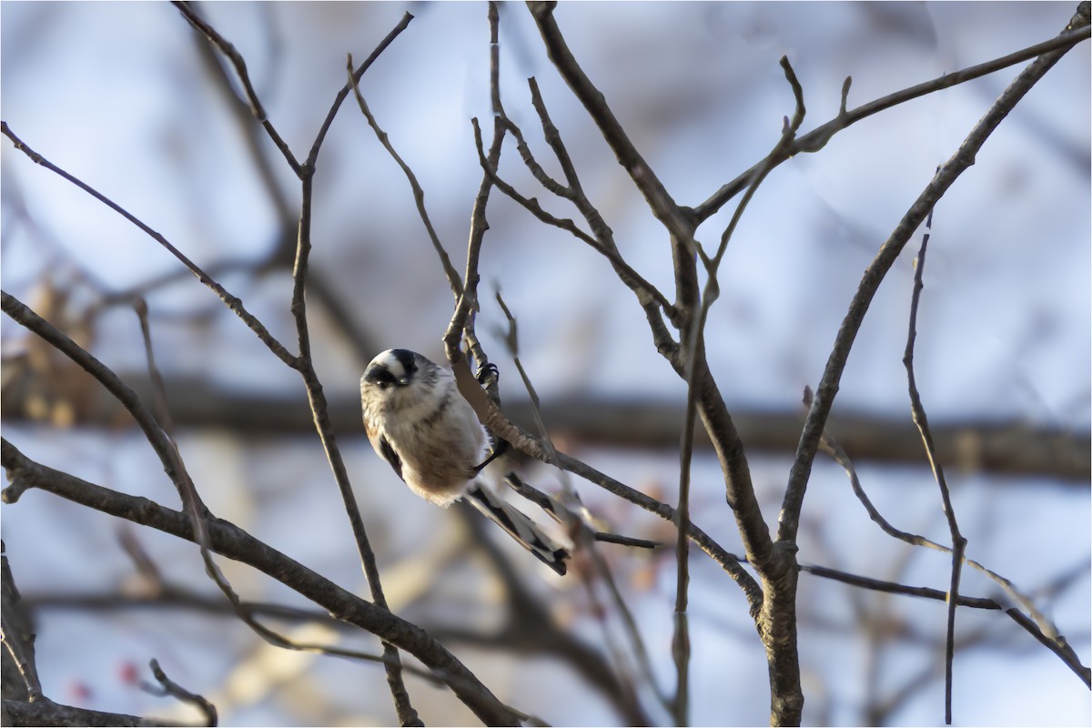 Long-tailed Tit - ML646665396