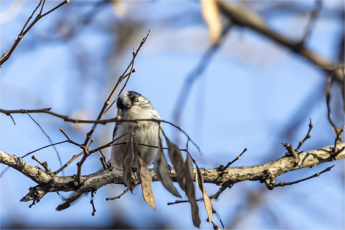Long-tailed Tit - ML646665397