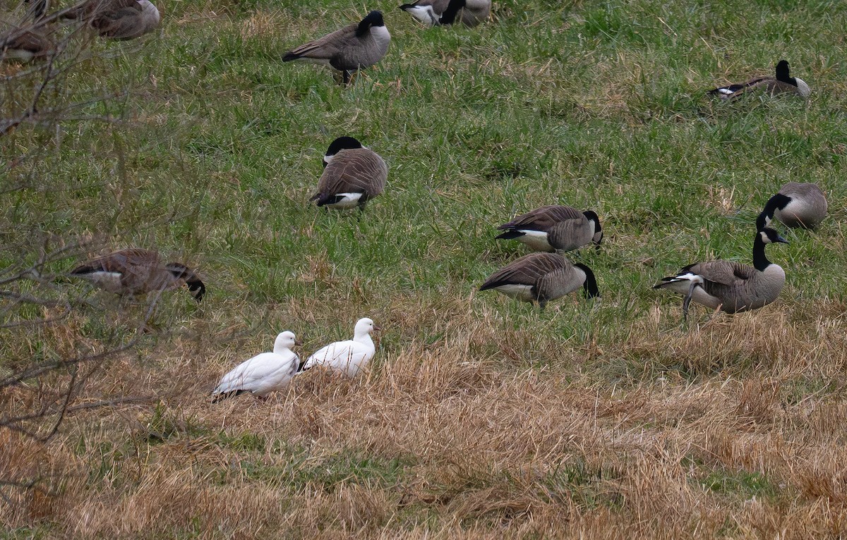 Zwergschneegans - ML646665398