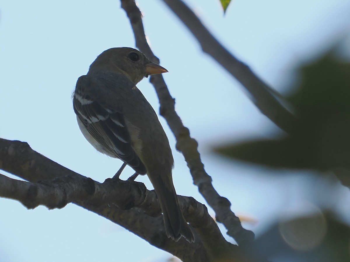 Western Tanager - ML646665399