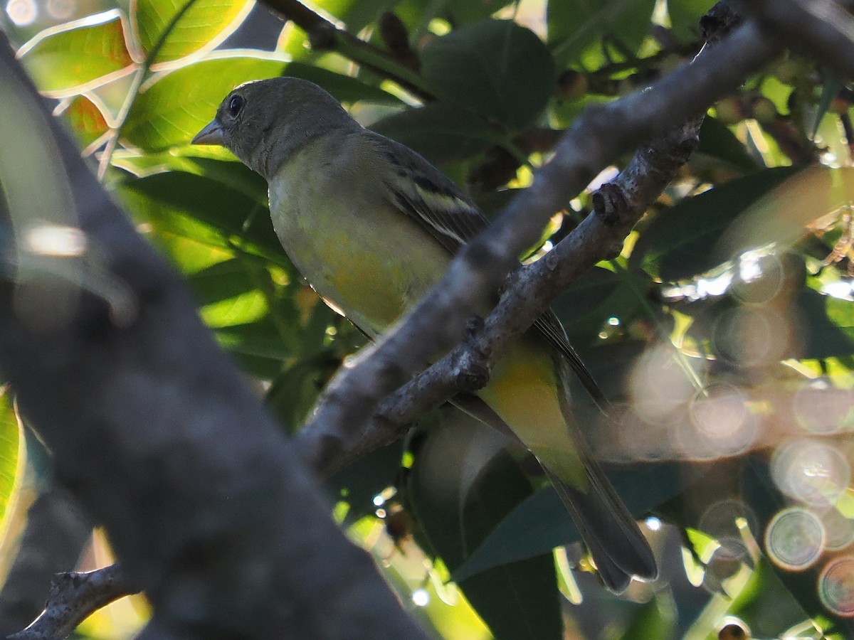 Western Tanager - ML646665400